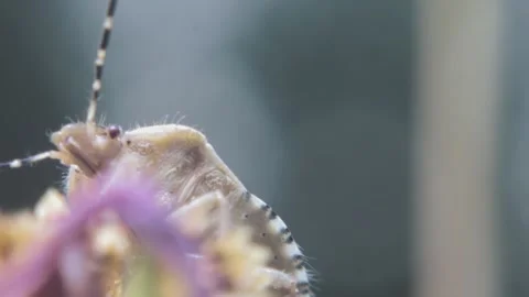 White insect Sloe Bug on a withered pink flower close-up Stock Footage 238684739