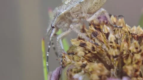 White insect Sloe Bug on a withered pink flower close-up Stock Footage 238684791