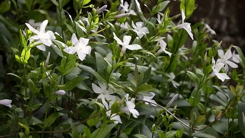 White Intermediate Periwinkle Flowers and Leaves in the Breeze in Dappled Light Stock Footage 128979968