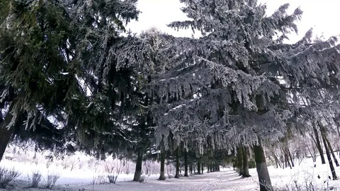 White Iny On Winter Pines Stock-Footage 72770133