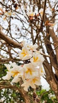 White Ipe Flowers Stock Photos