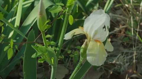 White iris 7 Stock Footage 74221061