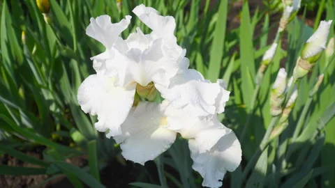 White iris bloom with water droplets Stock Footage 320222547