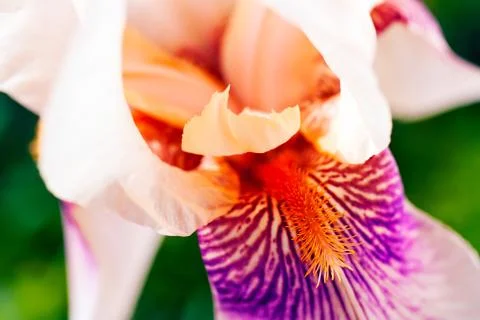 White iris blossoming Stock Photos