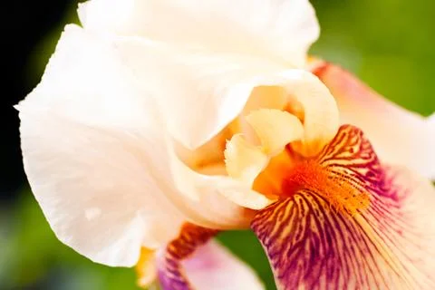 White iris blossoming Stock Photos