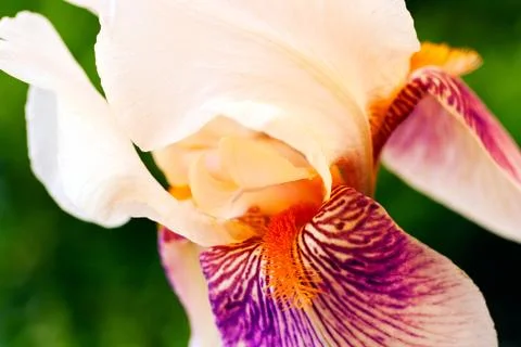 White iris blossoming Stock Photos