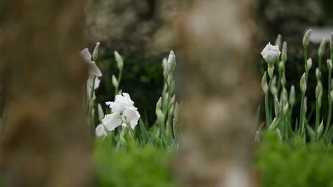 White Iris blowing in the wind Stock Footage 128643714