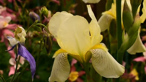 White iris close up at dawn Stock Footage 138418204
