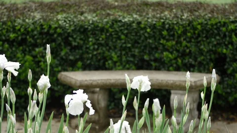White iris with an empty park bench Stock Footage 128643718