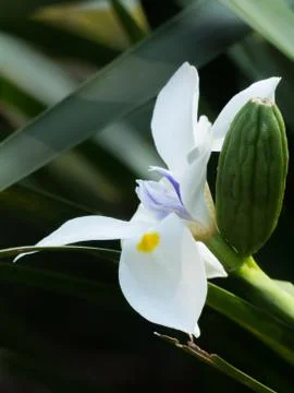 White Iris flower in bloom Stock Photos