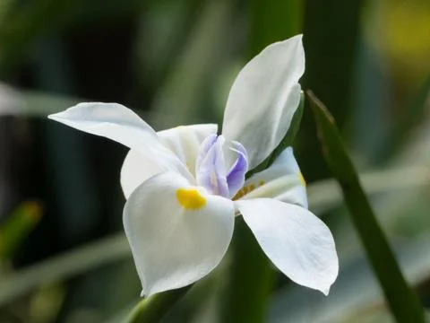 White Iris flower in bloom Fotos de archivo
