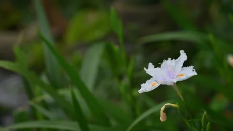 White iris flower blooming against a soft green background Stock Footage 342409133