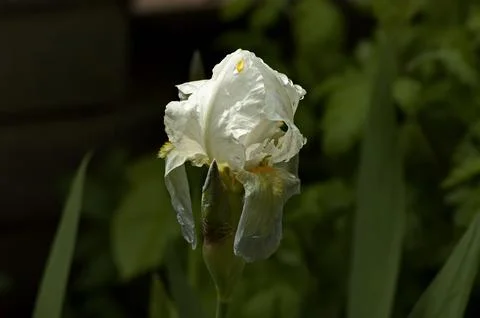 A white iris flower blooming in spring Stock Photos