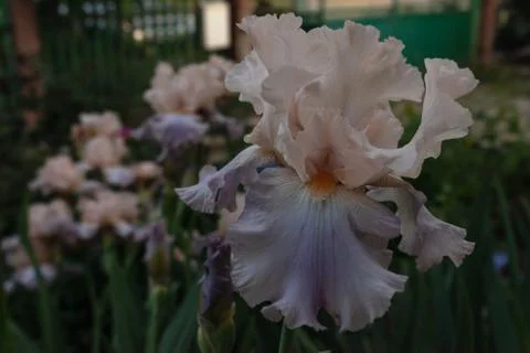 White iris flower with blue petals at the edges close-up on a background of a Stock Photos