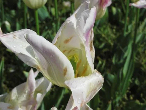 White iris flower with droplets in spring Stock Photos