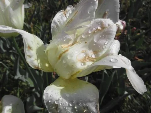 White iris flower with droplets in spring Stock Photos