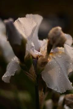 White iris flower with drops of rain on petals in sunlight Stock Photos