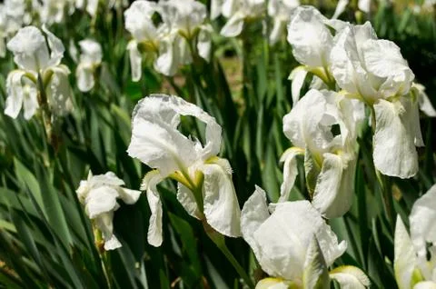 White iris flower Stock Photos