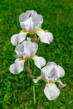 The white iris flower Foto stock