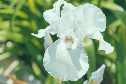 White iris flower Stock Photos
