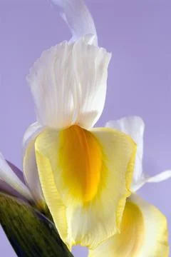 White Iris Flower 스톡 사진