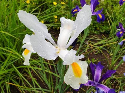 White iris flower with rain drops in garden Stock Photos