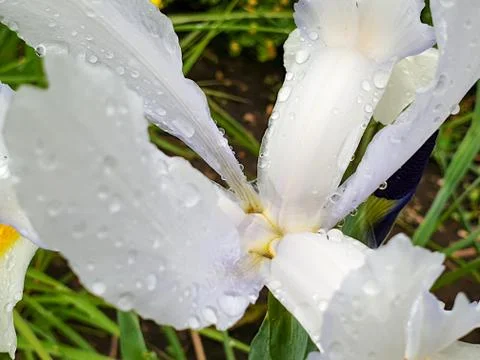 White iris flower with rain drops in garden detail Stock Photos