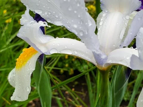 White iris flower with rain drops in garden detail Stock Photos