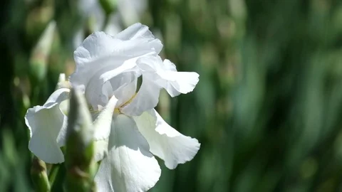 White Iris Flower ruffled by the wind. Intermediate Bearded Iris Stock Footage 91144426