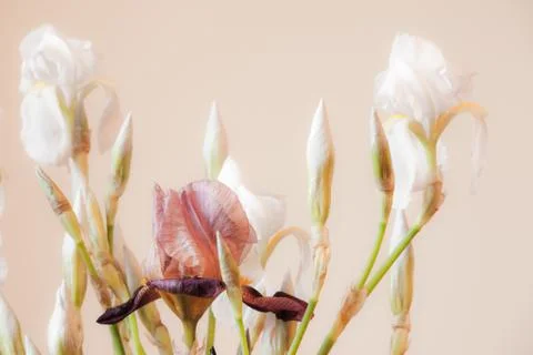 White iris flowers Stock Photos