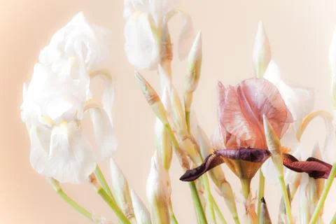 White iris flowers Foto stock
