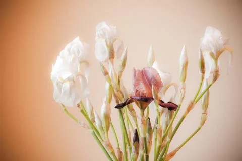White iris flowers Stock Photos