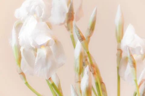 White iris flowers Stock Photos