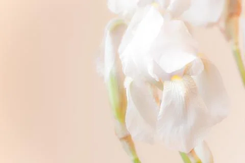 White iris flowers Stock Photos