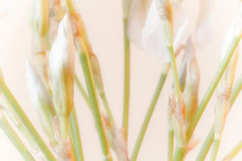White iris flowers Stock Photos