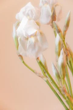 White iris flowers Stock Photos