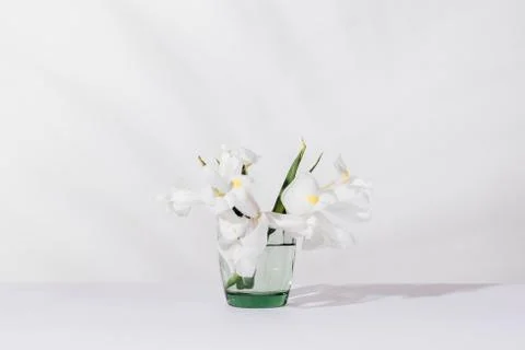 White iris flowers on table on plain light background Stock Photos