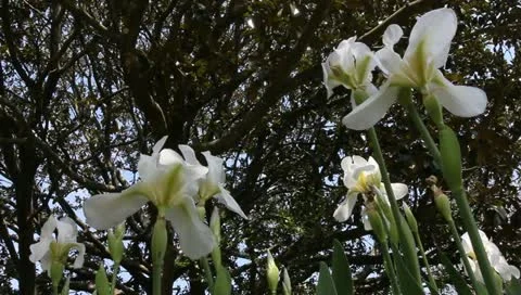 White iris Stock Footage 11019742