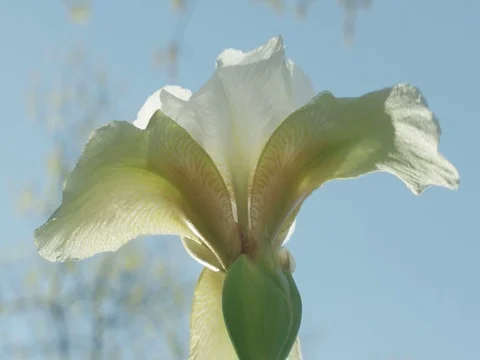 White Iris Stock Footage 74202726