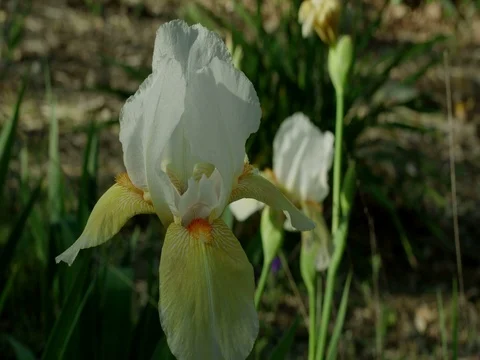White Iris Stock Footage 74205506