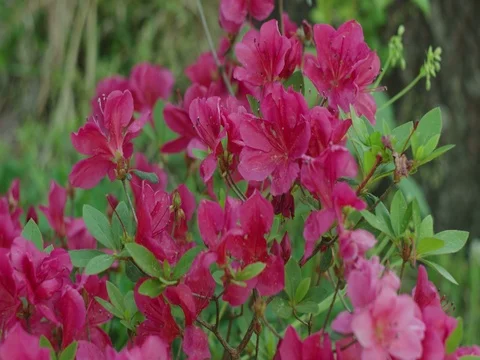 White Iris Stock Footage 74220986