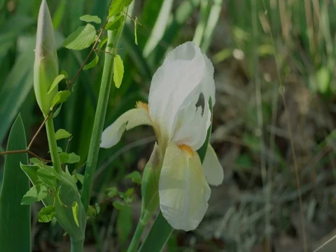 White Iris Stock Footage 74221002