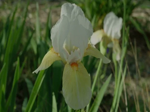White Iris Stock Footage 74221004