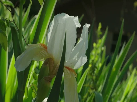 White Iris Stock Footage 74221015