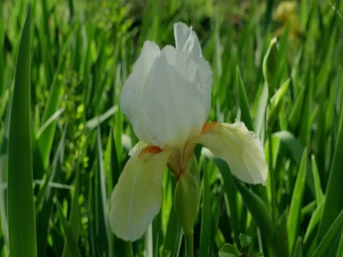 White Iris Stock Footage