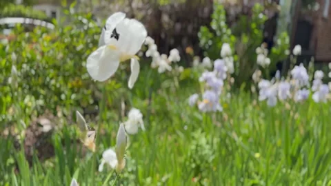 White Iris Video stock 274085340