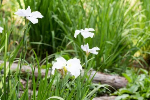 White iris in full bloom Stock Photos