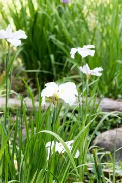White iris in full bloom Stock Photos