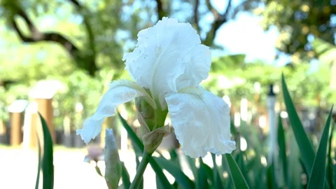 White iris in the garden Video stock 106104906