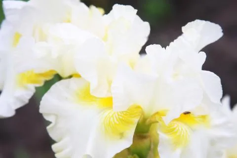 White Iris in a garden Stock Photos